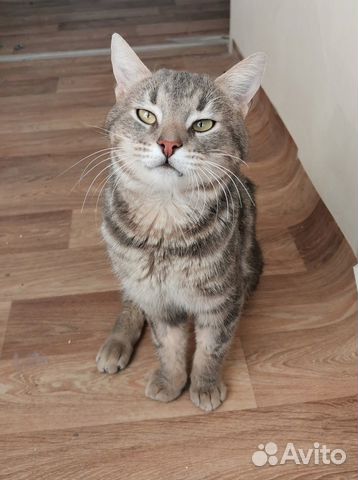 Серый котик с коротким хвостиком ищет дом