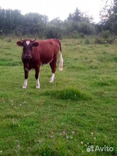 Корова Тёлки