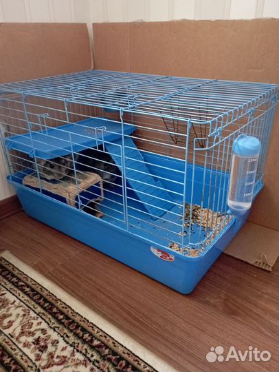 Шиншиллы с клеткой