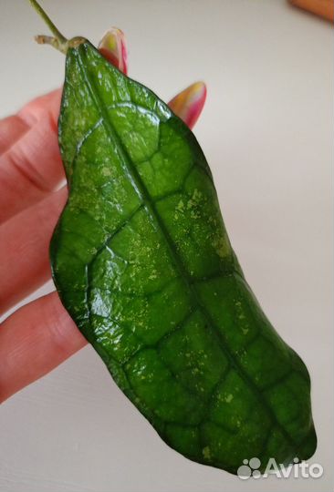 Хойя Лата искандер и Verstegii