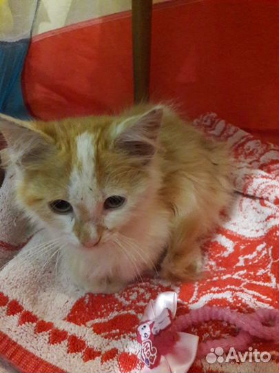 Кошка котенок