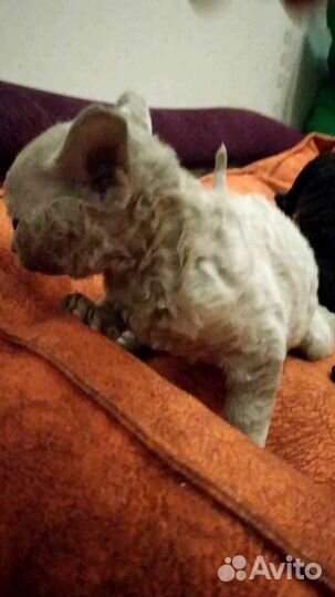 Девон-рекс, резерв