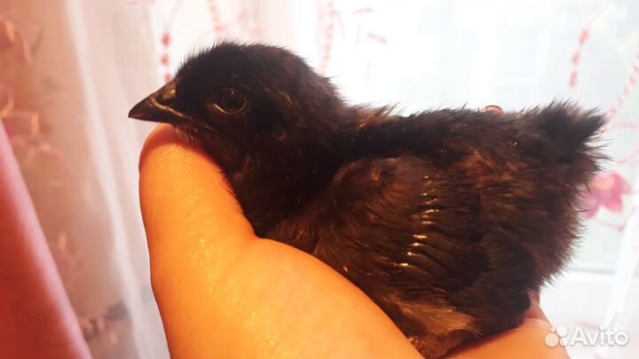 Бройлеры,гусята,перепелята суточныеЯйцо инкубации