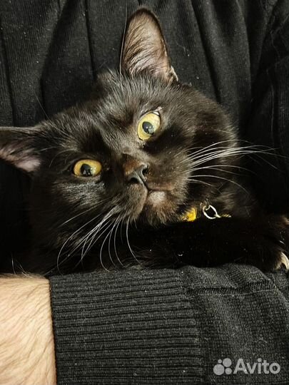 Добрьй руку. Шотландский порода 2 года Бесплатно