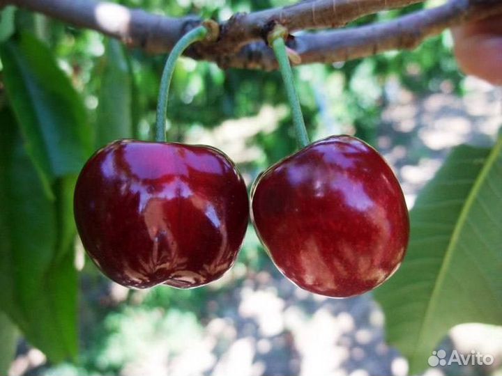 Саженцы черешни Саммит всл-2