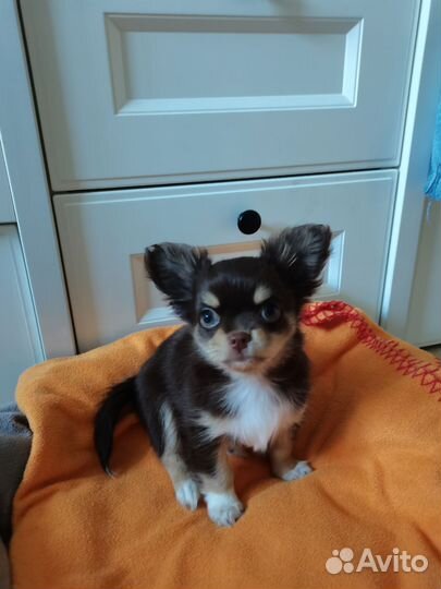 Очаровательный щенок чихуахуа