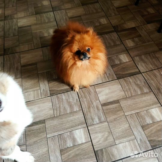 Мальчик шпиц вязка