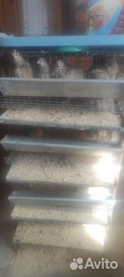 Клетки для перепелов