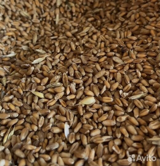 Зерно: пшеница, овёс, ячмень, кукуруза