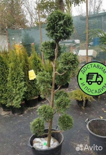 Туя Колумна Формированная