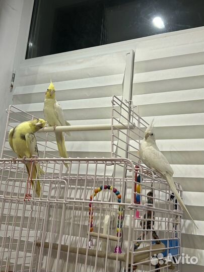 Ручные попугаи Кореллы