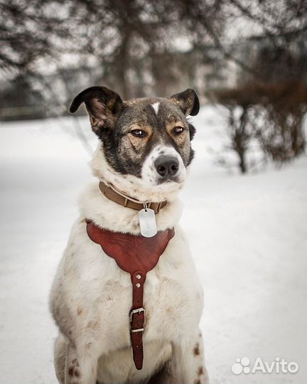 Робкой собаке нужен дом