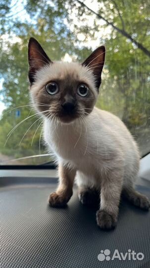 Девочка в добрые руки