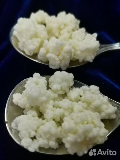 Кефирный гриб