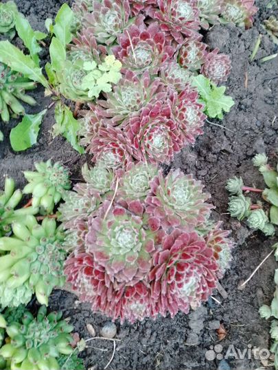 Камнеломки