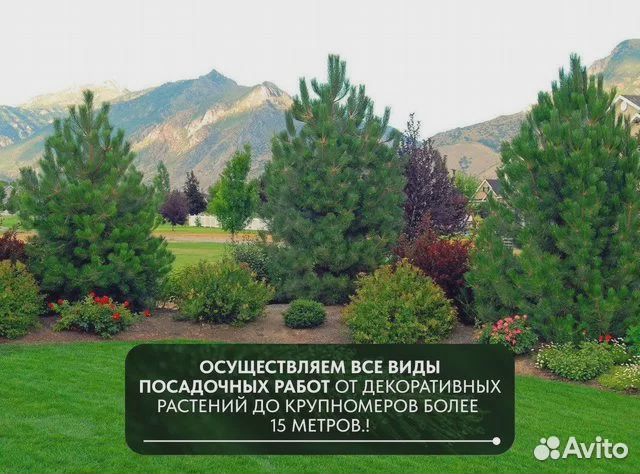 Лиственница сибирская