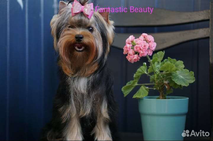 Йоркширский терьер