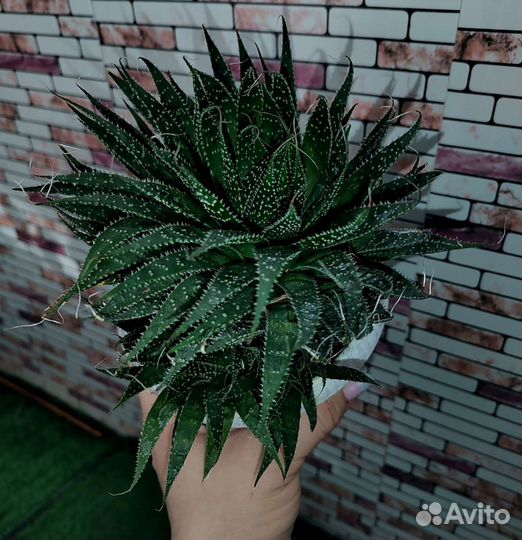 Кактусы и суккуленты