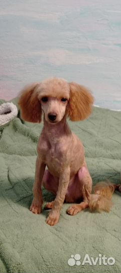 Малыши пуделя