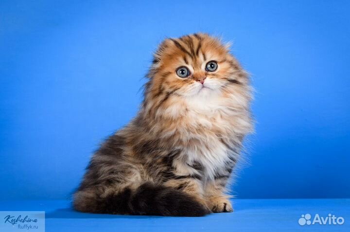 Шикарный вислоухий котик хайленд золотой мраморный