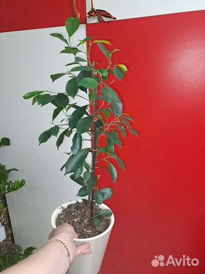Фикусы- Мокламе и другие