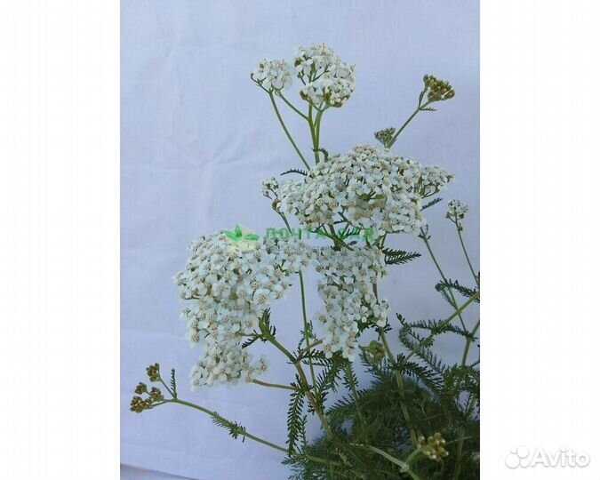 Тысячелистник обыкновенный Weisses Wunder