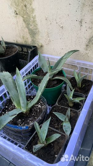 Агава голубая