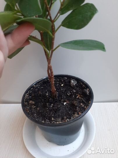 Комнатные цветы Фикус Макломе