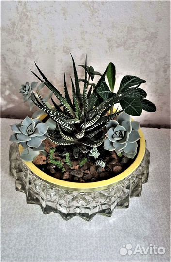 Садик из комнатных растений