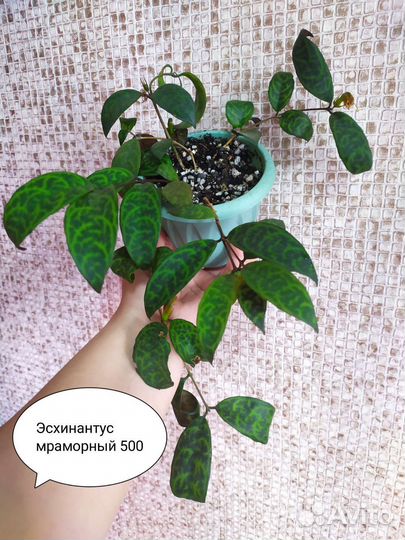 Комнатные растения цветы