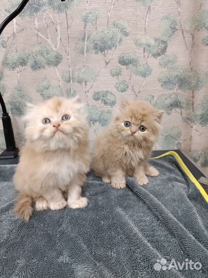 Персидская