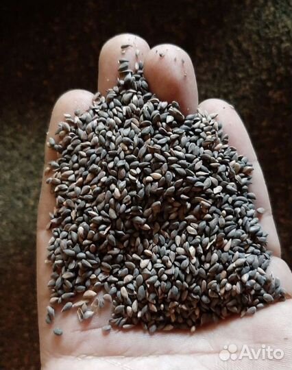 Семена ели от производителя