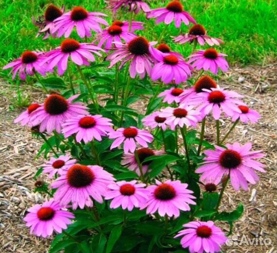 Хризантема Ромашки Гайлардия