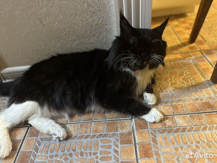 Мэйн-кун для вязки