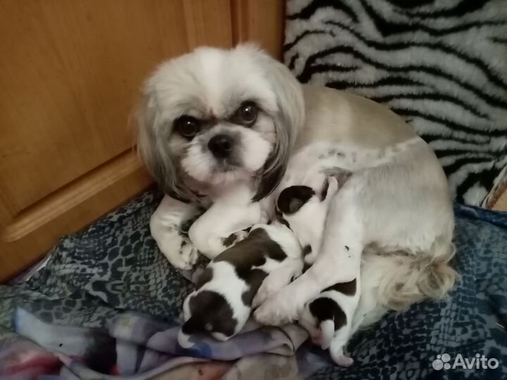 Ши-тцу щенки