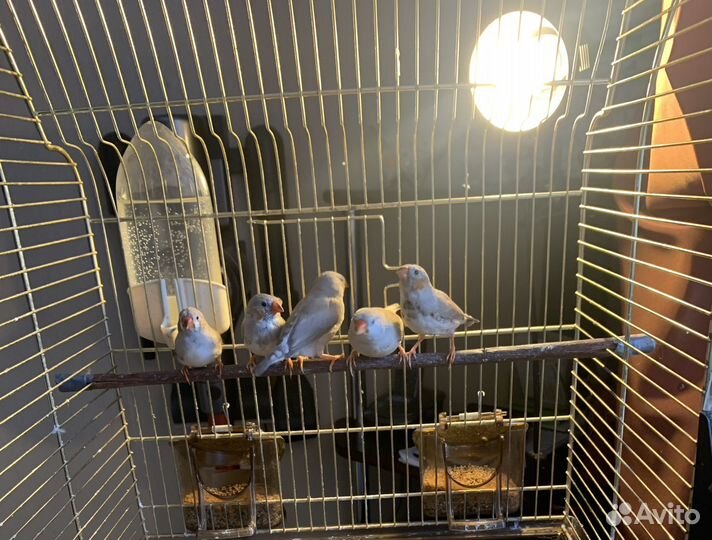 Зебровые амадины