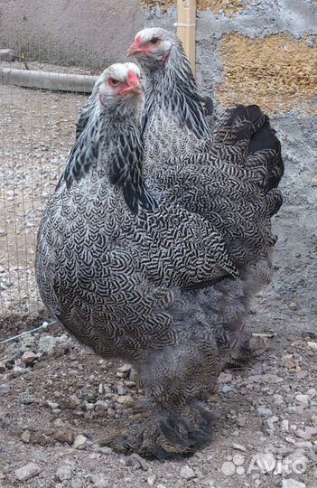 Цыплята Брамы