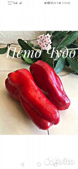 Семена сладкого перца. Коллекционные сорта