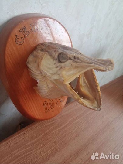 Чучело головы щуки