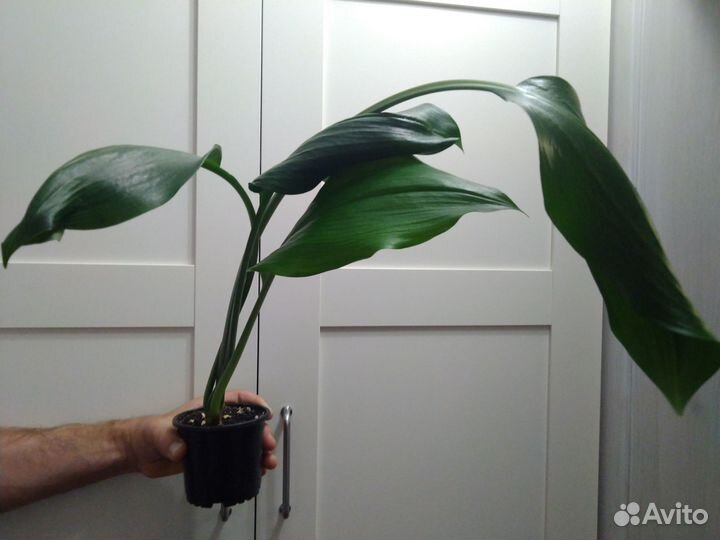 Эухарис амазонская лилия