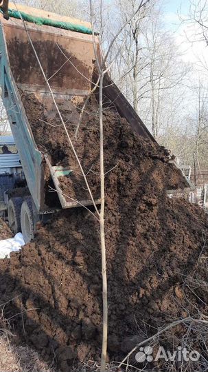 Коровяк навоз доставка