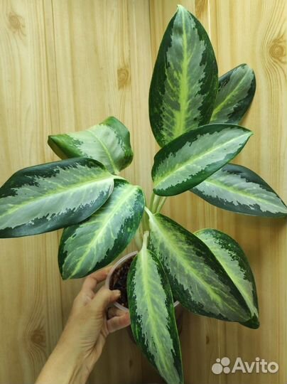 Аглаонема Сильвер Блю