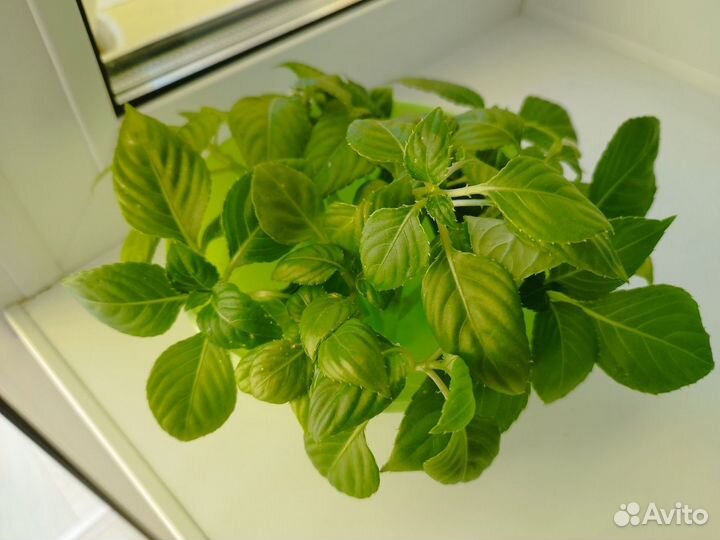 Бальзамин (ванька мокрый)