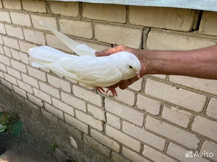 Голуби