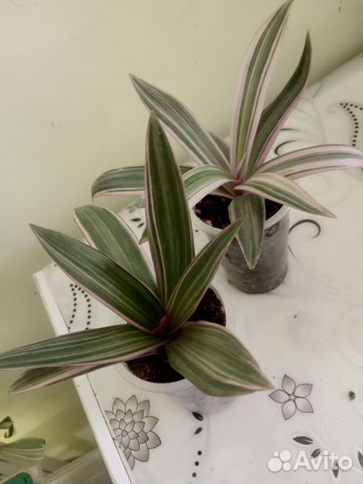 Традесканция