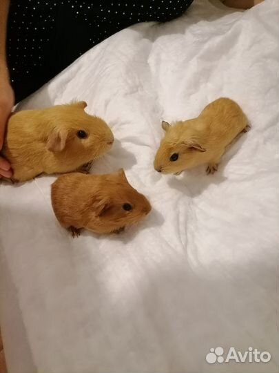 Морские свинки
