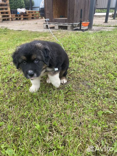 Щенок маль ик найден