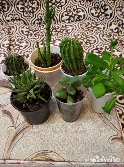 Хавортия полосатая. толстянка, кактус