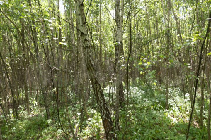 Участок 9 га (СНТ, ДНП)