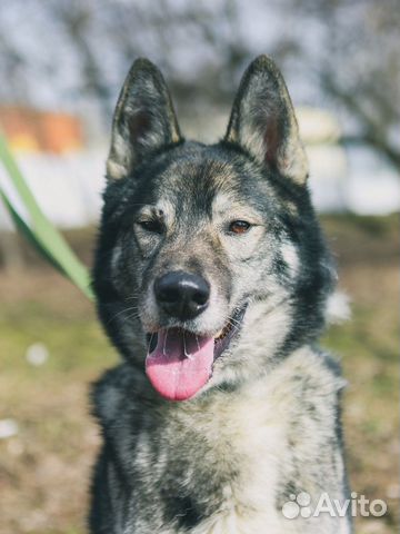 Классный пёс из приюта в поиске дома и семьи